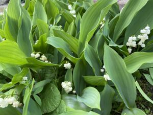 ６月のコンサートのご案内